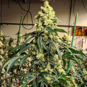 Sour G R1 feminized cannabis seeds by Ethos Genetics, Jet Fuel Gelato x (Sour D x Marshmallow OG), 5-pack