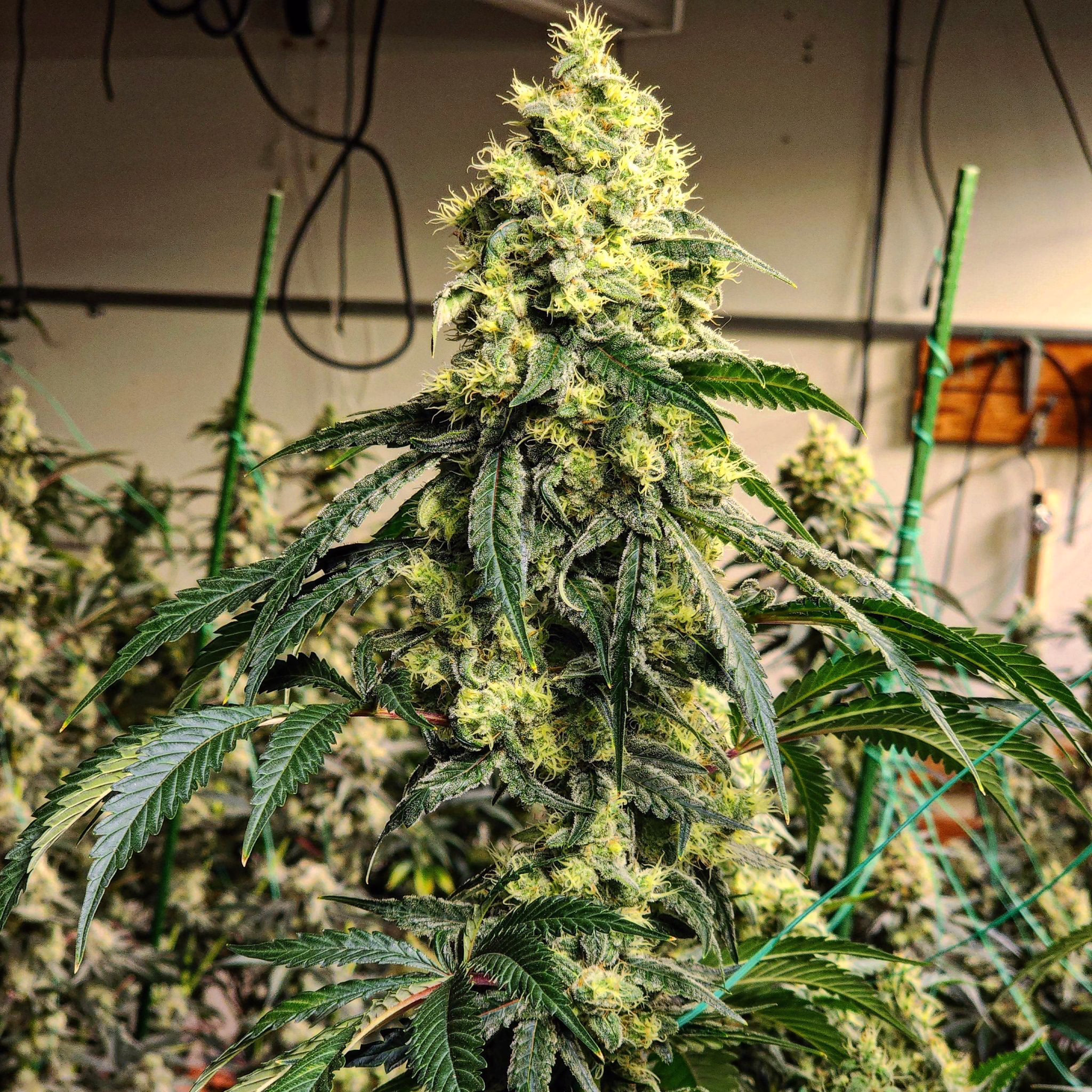 Sour G R1 feminized cannabis seeds by Ethos Genetics, Jet Fuel Gelato x (Sour D x Marshmallow OG), 5-pack