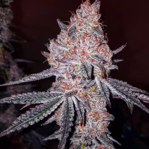Strawberry Cookies OG R1 feminized cannabis seeds by Ethos Genetics, Strawberry OG IBL x Ethos Cookies #16, 5-pack
