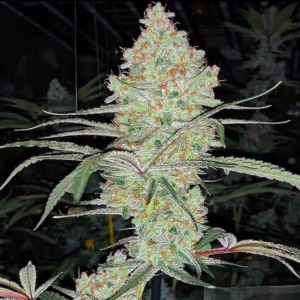 Super Lemon Haze IBL V1 regular cannabis seeds by Ethos Genetics, 8-pack