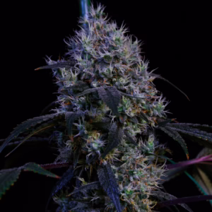 Super Lemon Haze RBX3 feminized cannabis seeds by Ethos Genetics, (Super Lemon Haze x Lilac #22) x (Super Lemon Haze x (Super Lemon Haze x Lemon OG Haze)), 5-pack