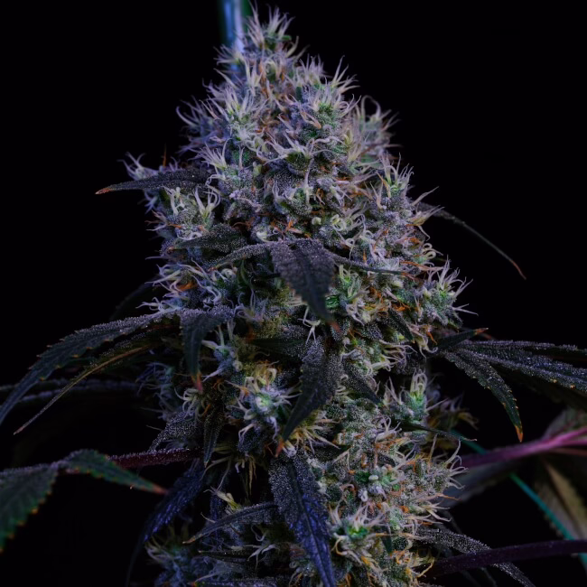Super Lemon Haze RBX3 feminized cannabis seeds by Ethos Genetics, (Super Lemon Haze x Lilac #22) x (Super Lemon Haze x (Super Lemon Haze x Lemon OG Haze)), 5-pack