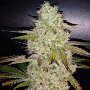 Toasted R1 feminized cannabis seeds by Ethos Genetics, ECSD x Marshmallow OG, 5-pack