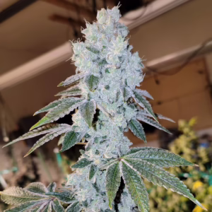 Voila Auto autoflower cannabis seeds by Ethos Genetics, Lilac Diesel IBL Auto x Banana Daddy IBL Auto, 6-pack