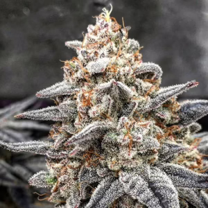 White Wedding RBX feminized cannabis seeds by Ethos Genetics, Wedding Cake x Mandarin Cookies x Crescendo, 5-pack