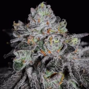 Wrank R2 feminized cannabis seeds by Ethos Genetics, (Strawberry OG Cookies x End Game #3) x (Strawberry OG Cookies x End Game #3), 5-pack
