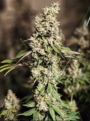 Z Cut RBX2 feminized cannabis seeds by Ethos Genetics, (Z Cut x The Wrank) x Z Cut x Z Cut, 5-pack