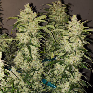 Zweet RBX2 Auto autoflower cannabis seeds by Ethos Genetics, Zweet Inzanity x Durban Auto, 6-pack