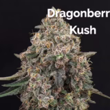 Dragonberry Kush Seed Start Clone