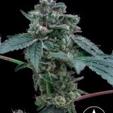 92 OG x GG4 - Stalk