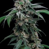 AJ Sour Diesel x GG4 - Stalk