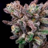 Banana Cream Sundae cannabis buds showcasing vibrant purple hues and dense structure.