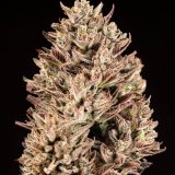 Atlas-Seed-GMO-OG-2024.jpg