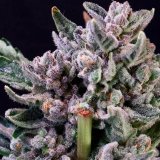 Atlas-Seed-Gelato-41-925x1118-1.jpg
