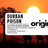 Packaging of Durban Poison Autoflower seeds showcasing premium quality design