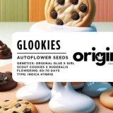 Packaging of Glookies Autoflower with vibrant design showcasing premium cannabis buds