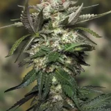 Auto-Kong-4-Paradise-Seeds-800x1200-1.webp