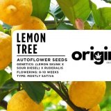 Lemon Tree strain autoflower seeds in branded packaging with a vibrant lemon and diesel aroma.