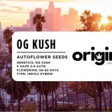 OG Kush Autoflower strain packaging featuring dense buds with citrus and diesel aromas.