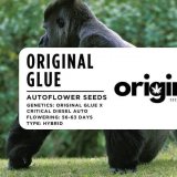 Original Glue Autoflower packaging showcasing dense, resin-rich buds with fruity and piney aromas.