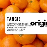 Packaging of Origin Seed Co's Tangie strain