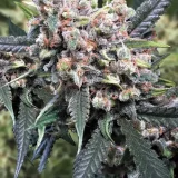 Auto-Wappa-Paradise-Seeds-800x1200-1.webp