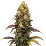 BC-Diesel.webp