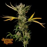 Banana-Cough-Regular-Cannabis-Seeds.webp