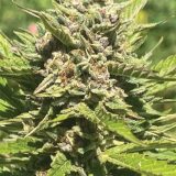 Banana-Melt-FEM2-700x933-1.jpg