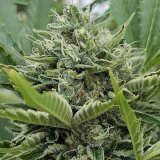 Banana-Mist-scaled-1.jpg
