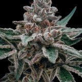 Banana OG x GG4 - Closeup