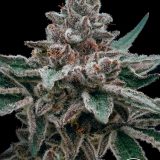 Banana OG x GG4 - Closeup