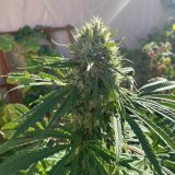 Banner-Kush-F1.jpeg