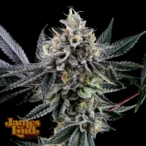 Biscotti-Autoflower-Cannabis-Seeds.webp
