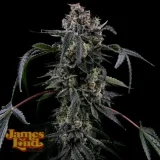Black-Radler-Feminized-Cannabis-Seeds.webp