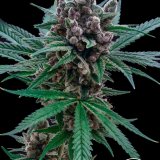 Blood Orange Tangie x GG4 - Stalk