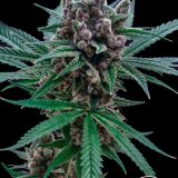 Blood Orange Tangie x GG4 - Stalk