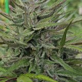 Blue-Dream-Bx-4-scaled-1.jpg