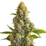 Bruce-Banner-Autoflower.webp