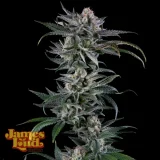 Buceez-Cannabis-Strain.webp