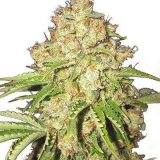 Buy-Premium-Feminized-cannabis-White-Russian.jpg