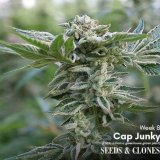 cap junky clone