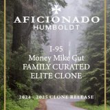 I-95 cannabis clone featuring dense resinous buds with earthy, diesel, and floral aromas.