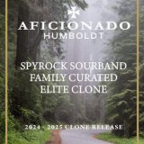 Spyrock Sourband cannabis clone showcasing large resin-coated buds with sour and skunky aromas.