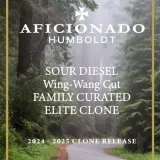 Sour Diesel (Wing-Wang Cut) cannabis clone featuring dense buds and bold sour funk aroma.