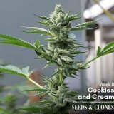 cookies and cream clone