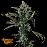 Candy-Island-Cannabis-Strain2.webp