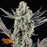 Candy-Mayne-Feminized-Cannabis-Seeds.webp