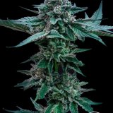 Chemistry x GG4 - Stalk