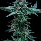 Chemistry x GG4 - Stalk
